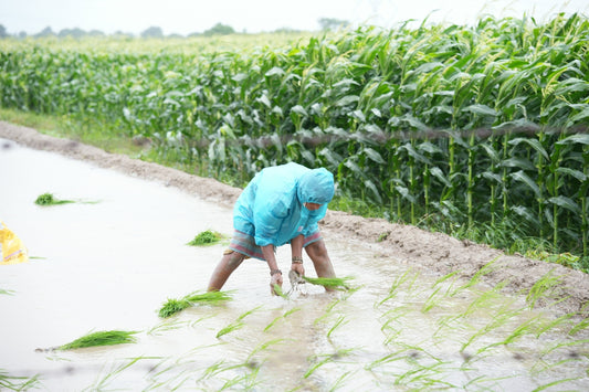 A person standing in a field of corn