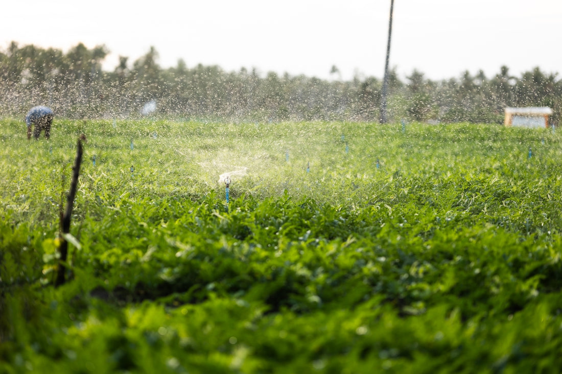 Farmer irrigating crops with sprinklers in a field.
