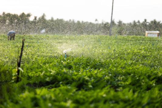 Farmer irrigating crops with sprinklers in a field.