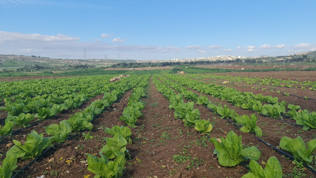 Rows of young lettuce plants growing in a field.
