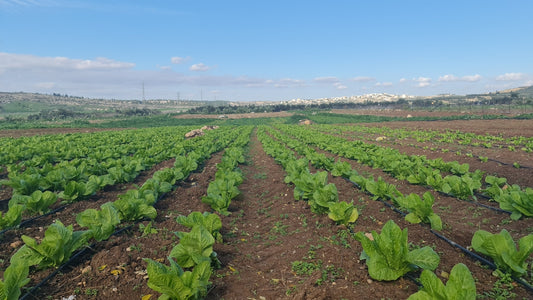 Rows of young lettuce plants growing in a field.
