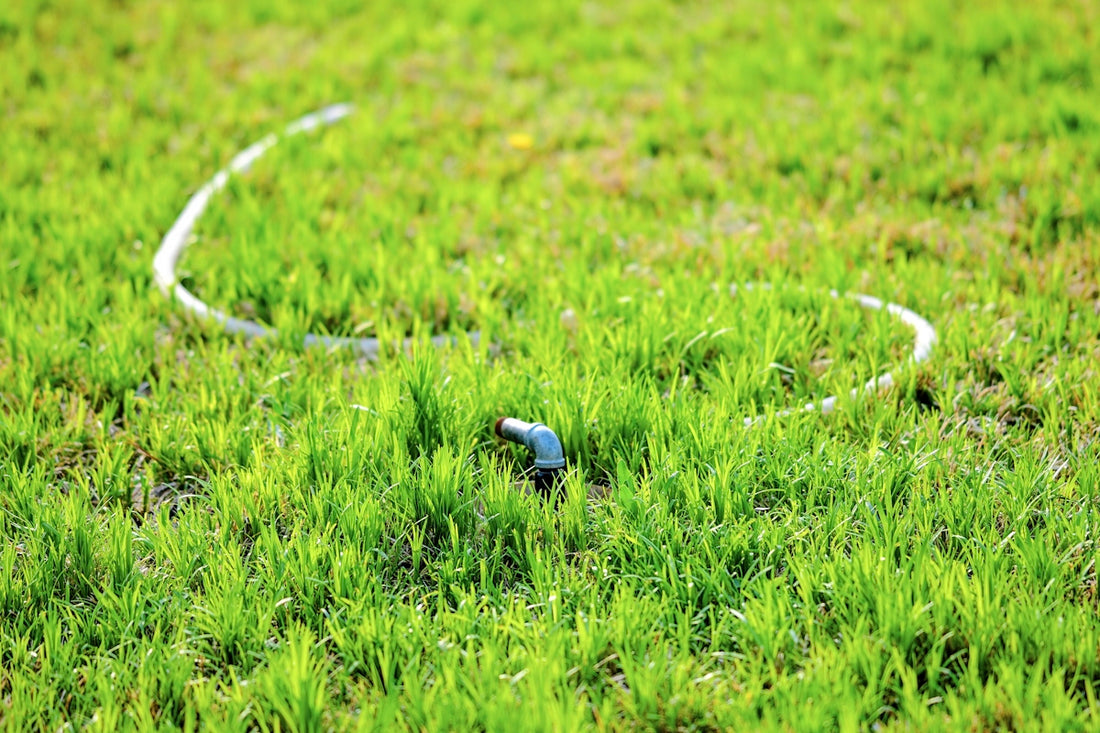A coiled hose lies on green grass