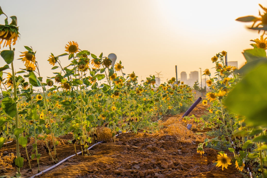 Sunflower field at sunrise with a distant city skyline.