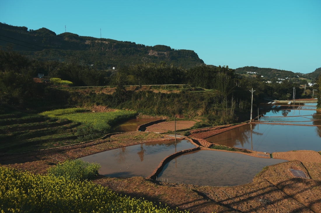Terraced rice paddies filled with water against green mountains.