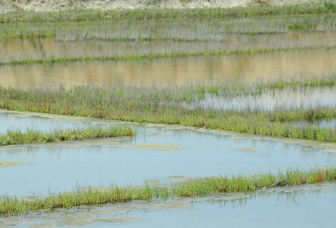 Flooded rice paddies with green plants growing in water.