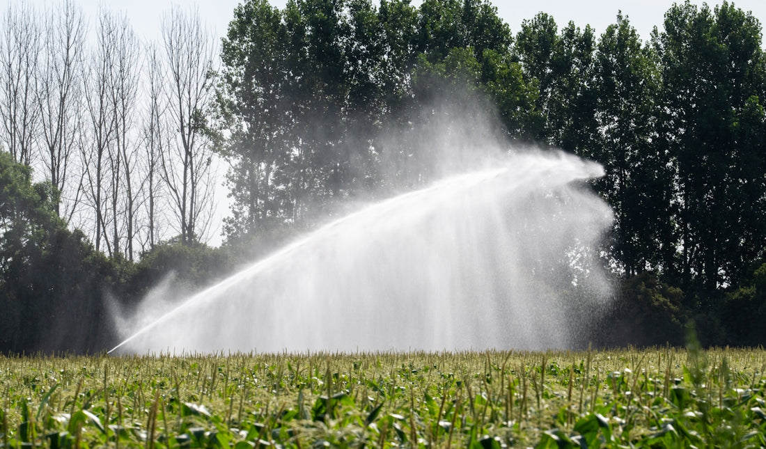 Irrigation sprinkler watering a green agricultural field with trees.
