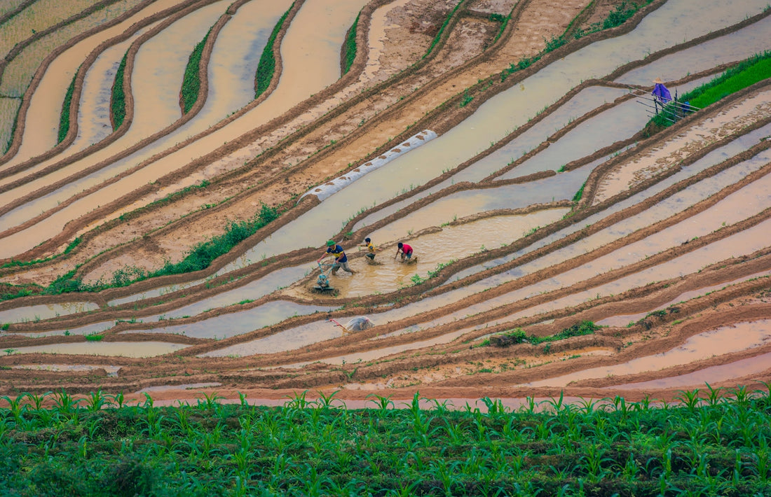 People working in vast terraced rice fields