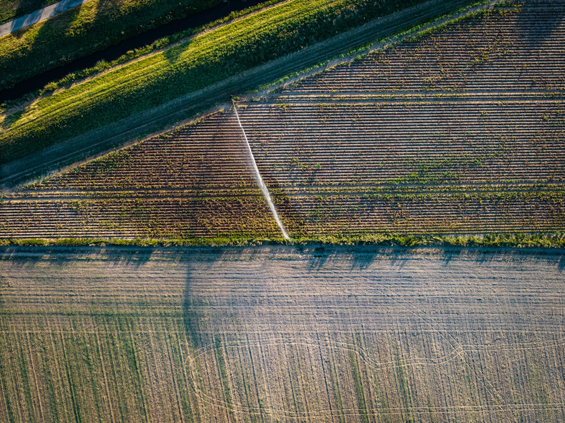 Aerial view of cultivated fields with long shadows.